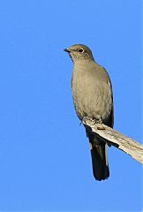 Townsend's Solitaire